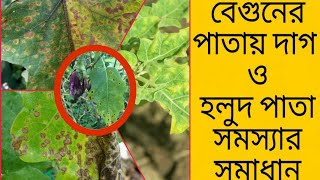 বেগুনের পাতা পোড়া ও হলুদ সমস্যার সমাধান begun pata poraBrinjal leafspot yellow leaf disease [upl. by Worl]