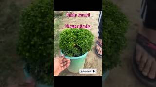 Boxwood plant kaise lagayeshortshouseplants youtubeshortsviralshort shrtsfeedsavita236asmr [upl. by Kornher]