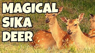 Beautiful deer 🦌 deer amazingnaturalworld [upl. by Ylatfen249]