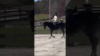 stunning boy luv this song🙌❤️ horseriding horse equestrain love dressage [upl. by Lenrow783]