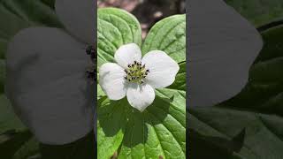 Bunchberry  Cornus canadensis  Alpine Biodiversity  Beaty Biodiversity Museum UBC plants nature [upl. by Ashbaugh895]