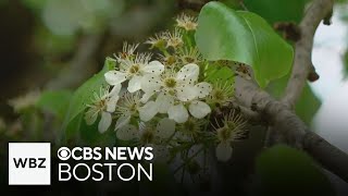 Callery pear tree may be banned in Massachusetts [upl. by Nahtnahoj371]