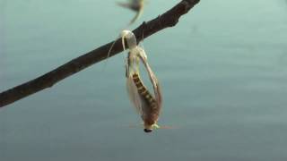 Tisza mayfly hanging on branch and moulting Hungary [upl. by Issi892]