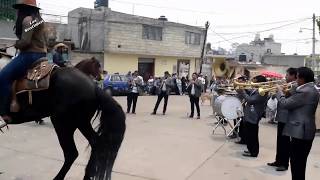 BAILANDO LOS CABALLOS CON BANDA [upl. by Analihp]