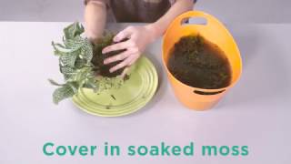 Make Kokedama for Houseplants by Costa Farms [upl. by Enirahtak]