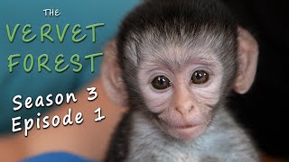 First Orphan Baby Vervet Monkey of the Season [upl. by Curren]