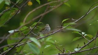 Ovenbird Looking Around [upl. by Fredi921]