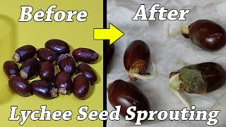 How to grow Lychee plant from seeds  how to grow lychee from seed [upl. by Manvil]