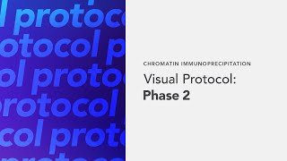 Chromatin Immunoprecipitation Visual Protocol Phase 2 [upl. by Notsirb]