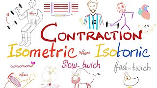 Muscle Contraction  SlowTwitch vs FastTwitch  Isometric vs Isotonic  Muscle Physiology [upl. by Chiles179]