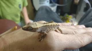 baby crested gecko feeding [upl. by Dyrraj]