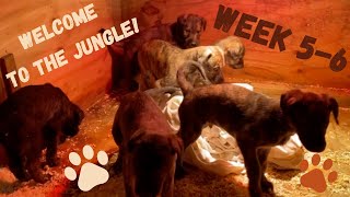 Cheshire Lurcher Pups 2021  WELCOME TO THE JUNGLE … WEEK 5 [upl. by Alda]