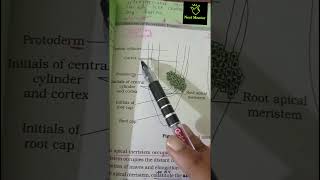 Apical meristem  Anatomy  ncert imp diagram  class 11th  ncert biology neet2025 aiims mbbs [upl. by Anitsud]