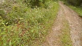 Showy Locoweed along Snowshoe trail [upl. by Uyr]