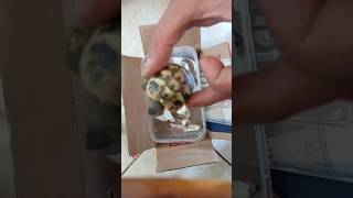 UNBOXING  TORTOISE HERMANNS TESTUDO HERMANNI BOETTGERI [upl. by Aggi]