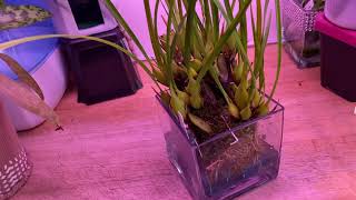 CareCollab  Maxillaria tenuifolia  Water Culture [upl. by Kurland47]