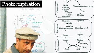 photorespiration in C3 plants [upl. by Wendolyn]