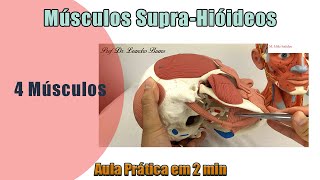 Músculos SupraHióideos  Prática  Anatomia Humana [upl. by Nylhtak]