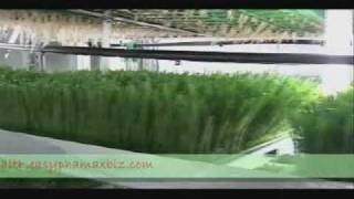 Dyan Castillejo Easy Phamax Wheatgrass Philippines [upl. by Yntruoc997]