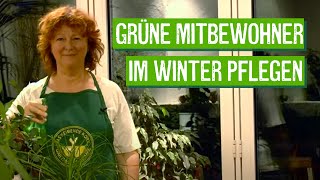 ZimmerpflanzenPflege im Winter  Der Grüne Tipp [upl. by Dlanger886]