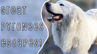 Great Pyrenees ESCAPES Odin Update [upl. by Nnyl]