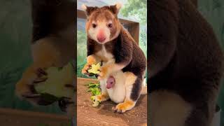 PeekaBoo Tree Kangaroo Mom and Baby Steal the Show [upl. by Hairahs]