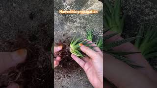 haworthia propagation [upl. by Spillihp]