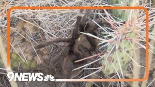 Tarantula migration has begun in southern Colorado [upl. by Anayt]