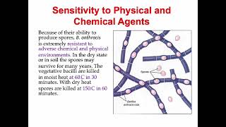 Bacillus anthracis [upl. by Hamrah689]