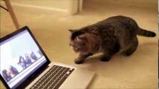 Exotic Shorthair Watching Pixar Birds [upl. by Ahsauqal]