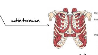 Biologie clasa 7a lectia Sistemul Muscular [upl. by Esiouqrut]