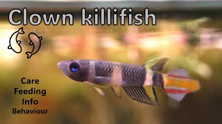 Clown Killifish  The EASIEST and most BEAUTIFUL killifish of all [upl. by Baskett]