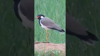 Red wattled lapwing Please like share and subscribe🙏🏻 [upl. by Mutua914]