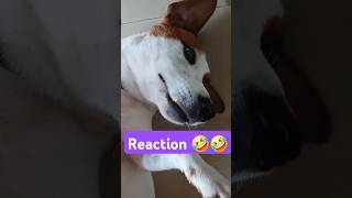 tamil Reaction 🤣 dog funny video jackrussell rocky shorts ytshorts cutedog pets trend [upl. by Neelyar]