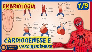 Aula Embriologia  Embriogênese Cardíaca  19 [upl. by Hawkie683]