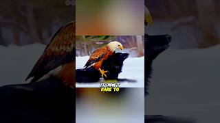 Schipperke Dog eagle youtubeshorts facts wildanimalfacts animals shorts [upl. by Hamimej]