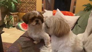 Shih tzu barking and fighting [upl. by Ear]