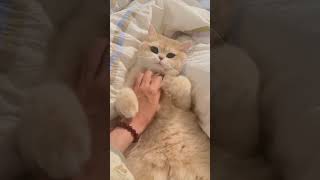 First view baby cat kitten cute pets funny animals cutecat [upl. by Tedmann]