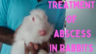 Rabbits me abscessپھوڑے پھنسیوں ka treatment [upl. by Scheck210]