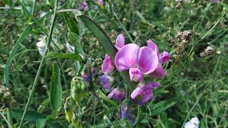 Everlasting Pea Lathyrus latifolius Seeds can cause Lathyrism disease [upl. by Vlada981]