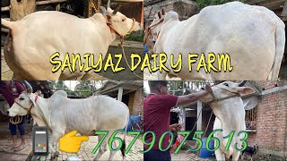 VILLAGE AREA COWS FOR SALE  VLOG WITH PRICE HINT  KOLKATA COW 2024 [upl. by Amzu]