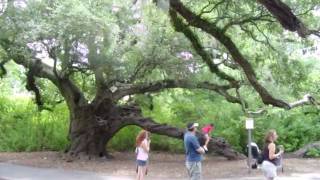 Oak Trees at Audubon Zoo [upl. by Marchall613]