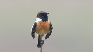 common stonechat Saxicola torquatus singing [upl. by Lauhsoj]