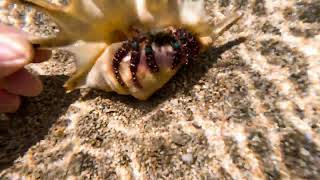 The Blue Knee Hermit Crab snorkeling bali [upl. by Yralam]