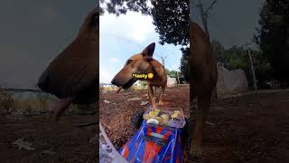 Mini car with dog foodtrending shorts youtubeshorts trendingshorts viralvideo [upl. by Spring643]