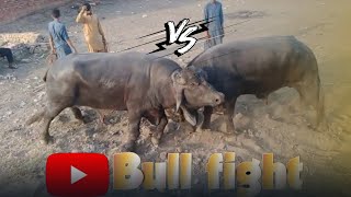 Part2 301024 New fight with lahore bull fight club 365pakistanibull beautifullbull [upl. by Golter976]