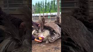 Ostrich Fully Grown in Just 6 Months [upl. by Atiuqihs]