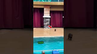 This otter runs and jumps into this pool❤️ shorts [upl. by Arimahs]