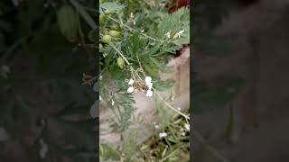 Honey Bee Foraging on Radish Flowers [upl. by Franzen]