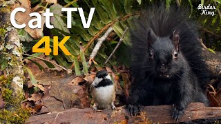 Videos for Cats and Dogs 8 Hours of Birds and Squirrels  4K UHD [upl. by Ettegirb]